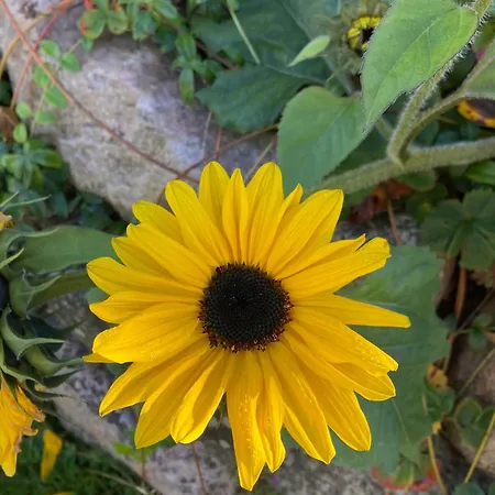 Peaceful Oro Getaway, Cozy With Garden &