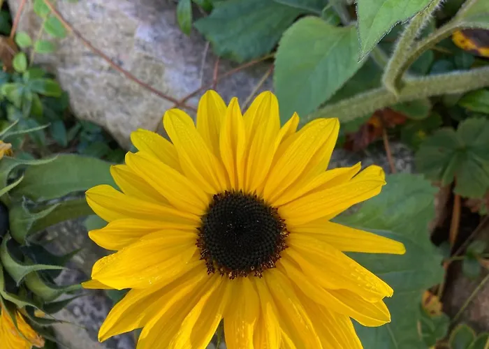 Peaceful Oro Getaway, Cozy With Garden &
